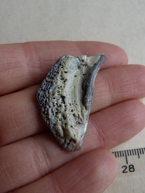 Perleť mušle Paua - 3,9 cm (P4) — foto 6