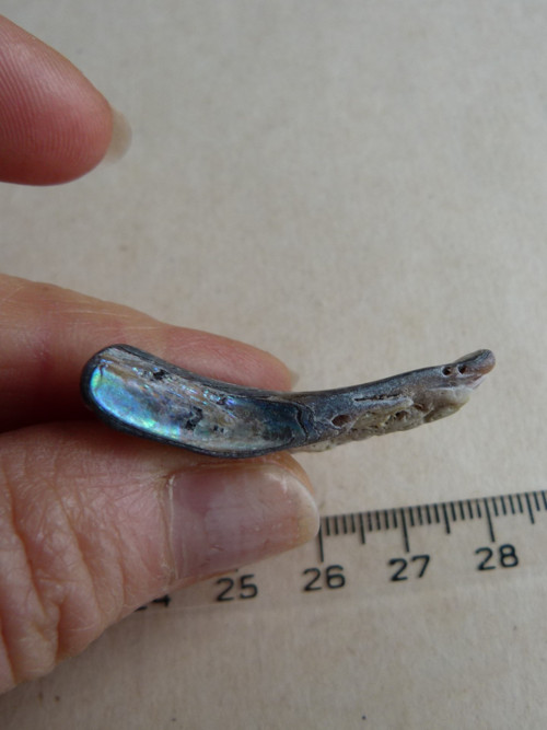 Perleť mušle Paua - 3,9 cm (P4) — foto 5