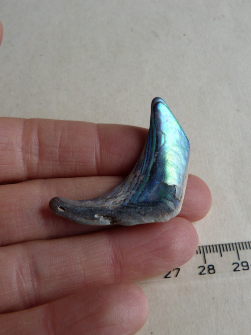 Perleť mušle Paua - 4,2 cm (P5) — foto 2