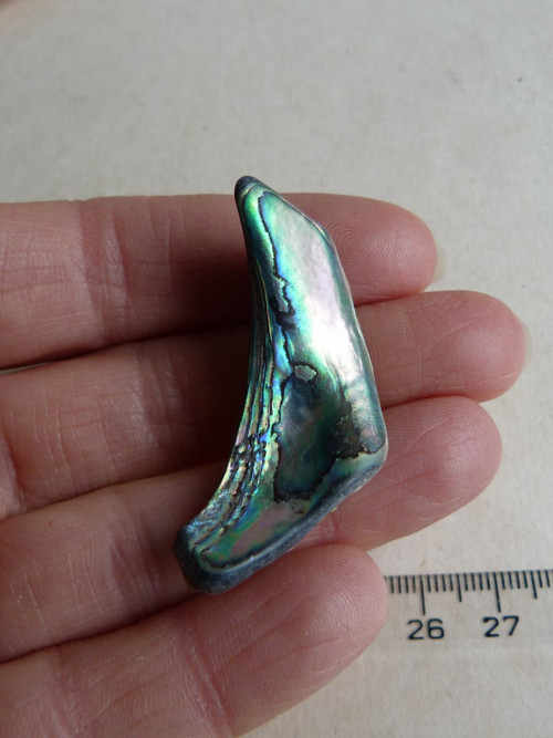 Perleť mušle Paua - 4,3 cm (P6) — foto 2