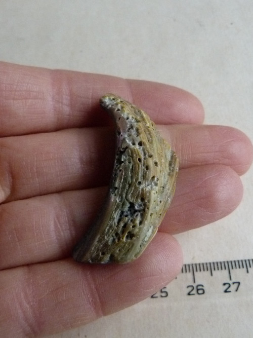 Perleť mušle Paua - 4,3 cm (P6) — foto 6