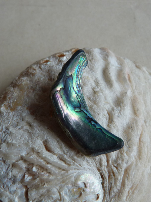 Perleť mušle Paua - 4,3 cm (P6) — foto 3