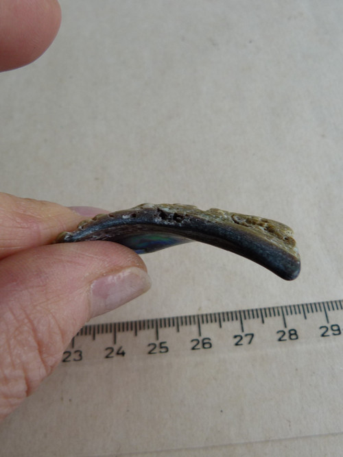 Perleť mušle Paua - 4,3 cm (P6) — foto 5