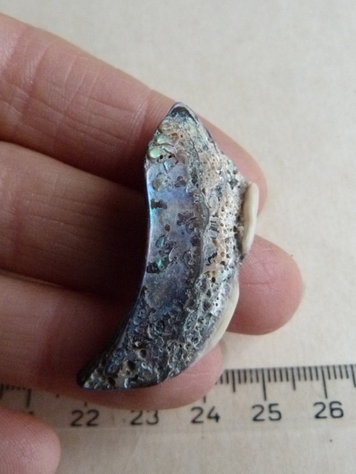 Perleť mušle Paua - 4,1 cm (P7) — foto 5