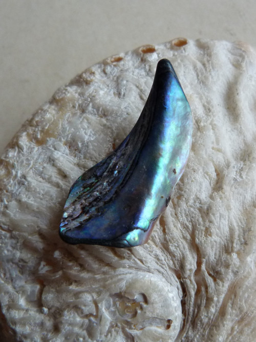 Perleť mušle Paua - 4,1 cm (P7) — foto 3