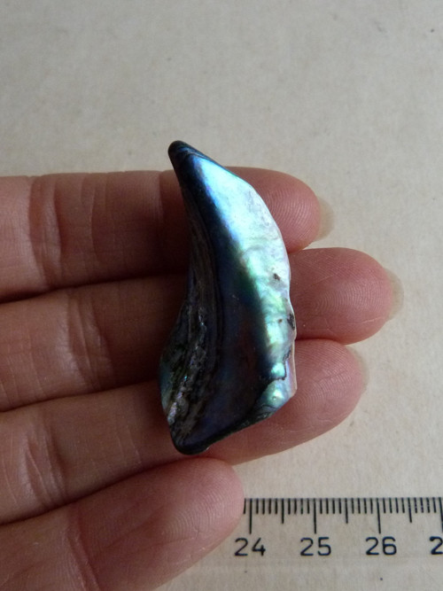 Perleť mušle Paua - 4,1 cm (P7) — foto 2