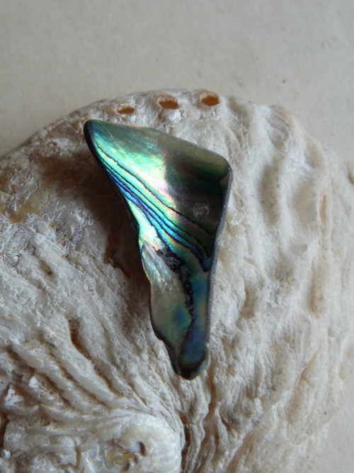 Perleť mušle Paua - 4,3 cm (P8) — foto 3