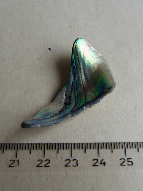 Perleť mušle Paua - 4,3 cm (P8) — foto 4