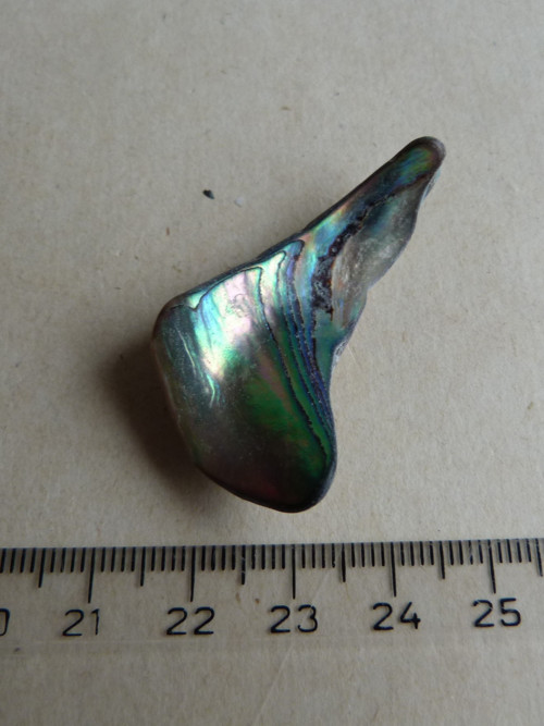 Perleť mušle Paua - 4,3 cm (P8) — foto 2