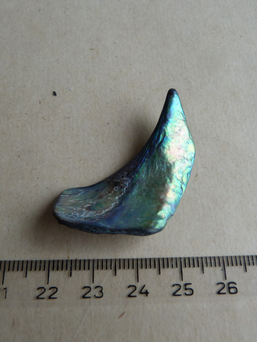 Perleť mušle Paua - 4,2 cm (P9) — foto 4