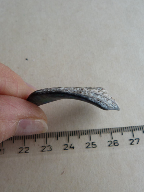 Perleť mušle Paua - 4,2 cm (P9) — foto 5