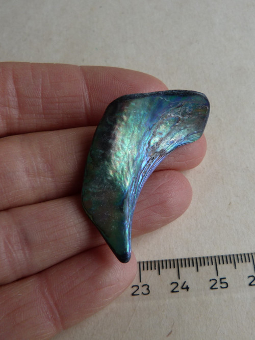 Perleť mušle Paua - 4,2 cm (P9) — foto 2