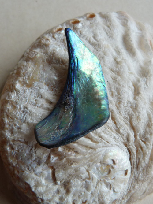 Perleť mušle Paua - 4,2 cm (P9) — foto 3