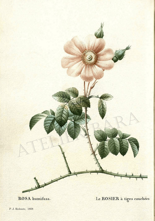 Z herbáře - růže — foto 2