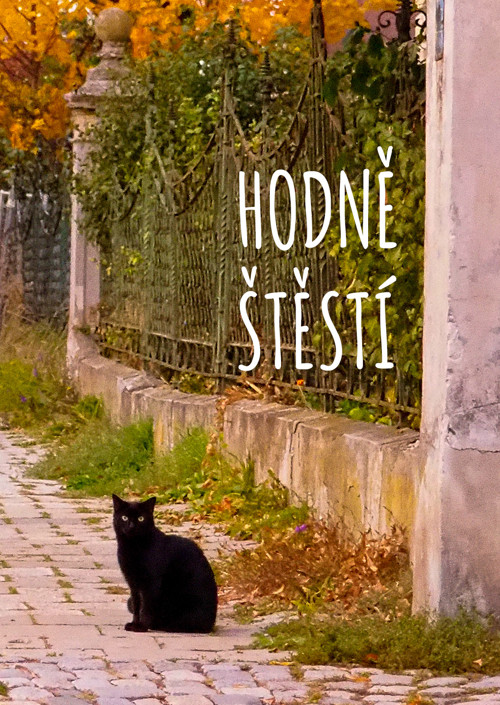 Černá kočka… pro štěstí – přání A6 bez textu — foto 2
