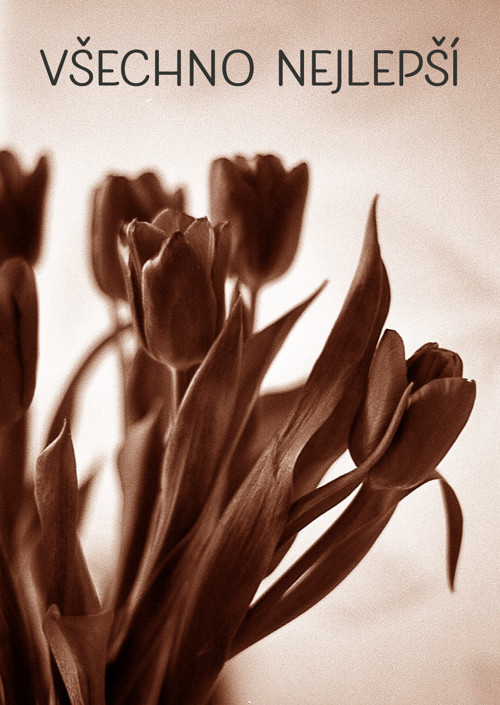Retro tulipány – přání A6 bez textu — foto 2