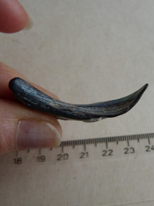 Perleť mušle Paua - 4,3 cm (P14) — foto 6