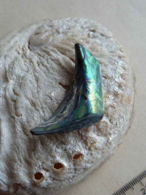 Perleť mušle Paua - 4,3 cm (P14) — foto 3