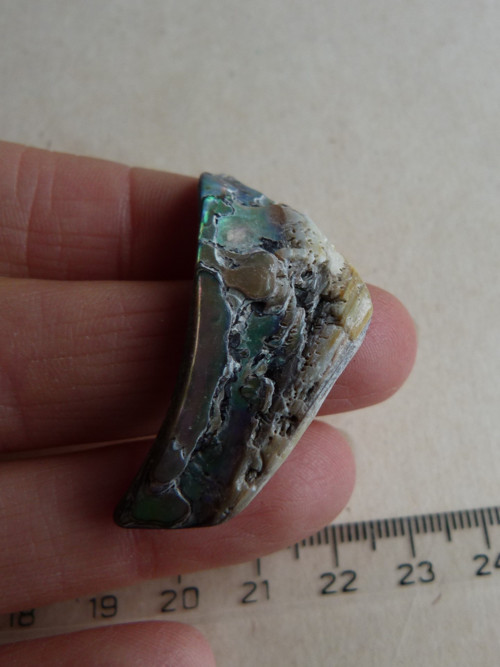 Perleť mušle Paua - 4,3 cm (P14) — foto 5
