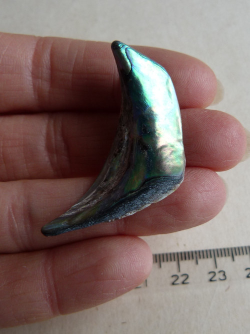 Perleť mušle Paua - 4,3 cm (P14) — foto 2
