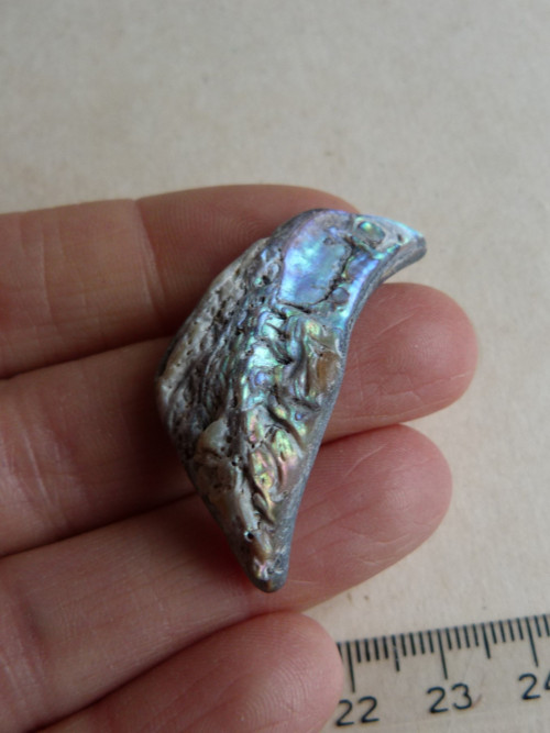 Perleť mušle Paua - 4 cm (P16) — foto 6