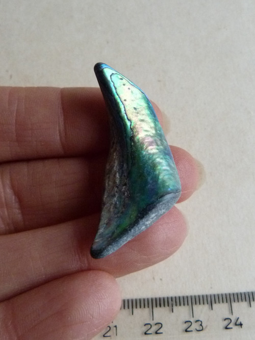 Perleť mušle Paua - 4 cm (P16) — foto 5
