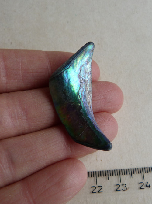 Perleť mušle Paua - 4 cm (P16) — foto 2