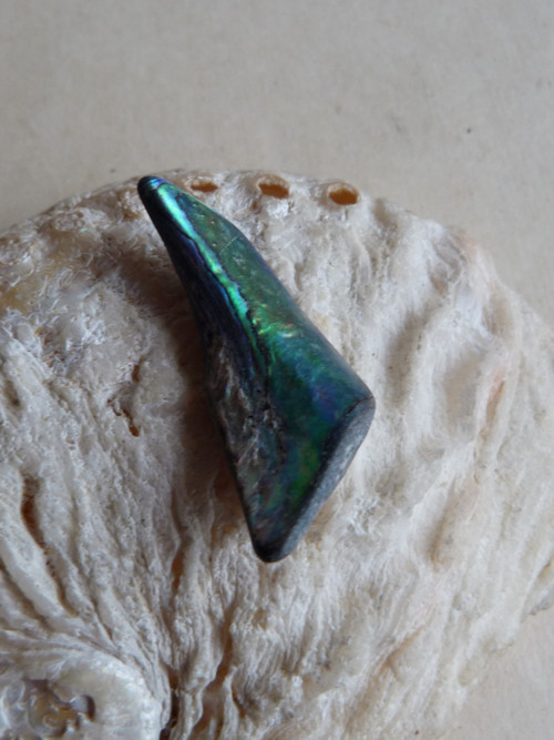 Perleť mušle Paua - 4 cm (P16) — foto 4
