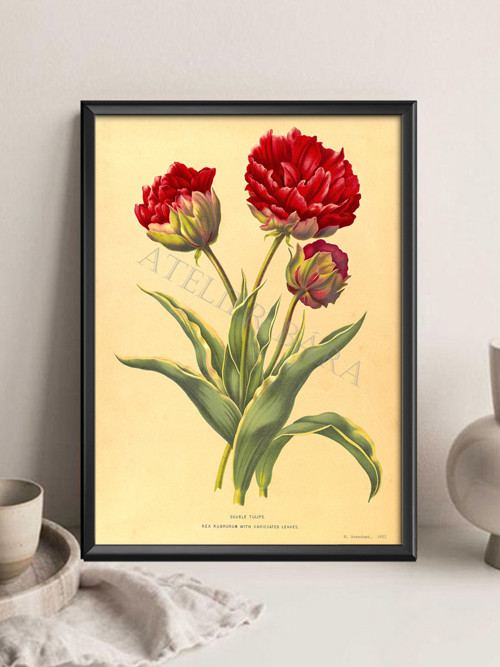 Z herbáře - tulipán — foto 4