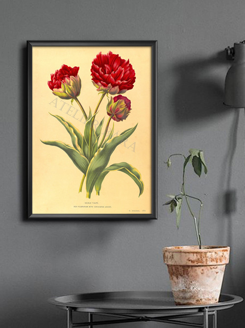 Z herbáře - tulipán — foto 5