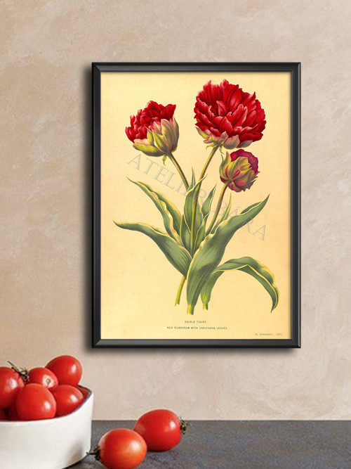 Z herbáře - tulipán — foto 3