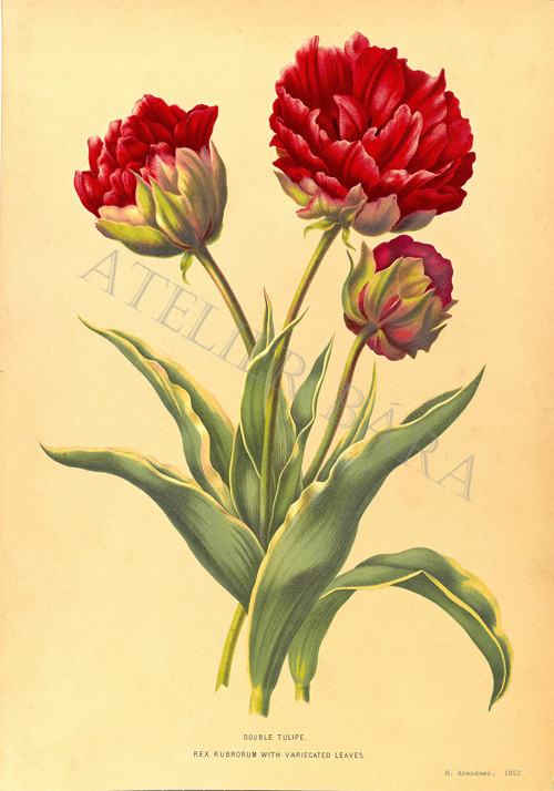 Z herbáře - tulipán — foto 2