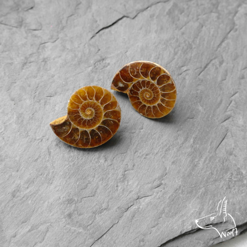 Amonit do ouška No.4 — foto 4