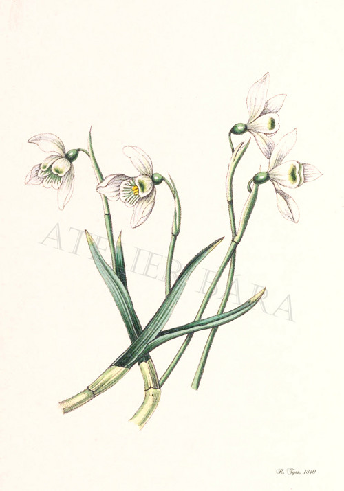 Z herbáře - sněženky — foto 2