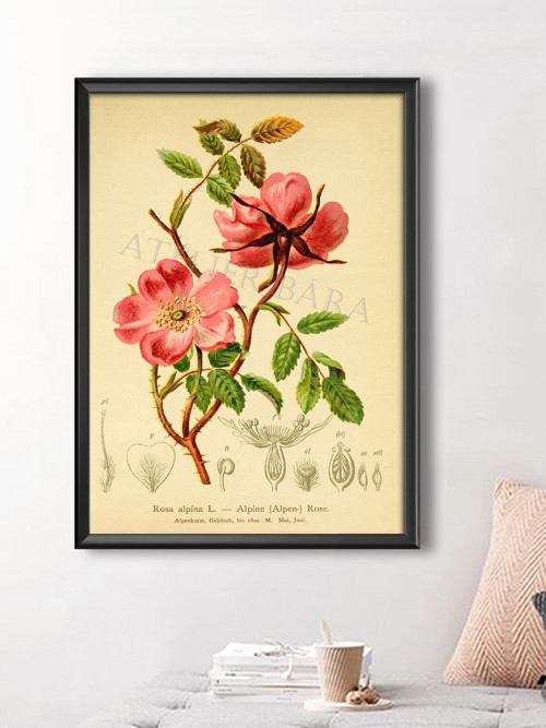 Z herbáře - růže — foto 4