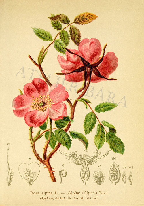 Z herbáře - růže — foto 2
