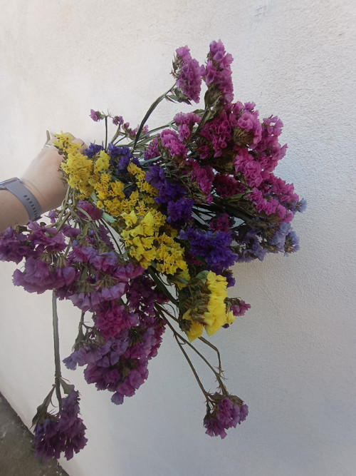 Statice — foto 4