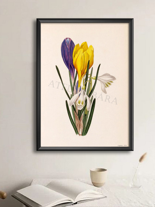 Z herbáře - krokus — foto 4