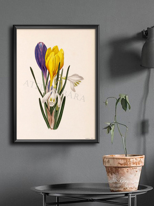 Z herbáře - krokus — foto 3