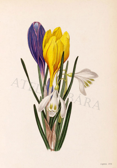 Z herbáře - krokus — foto 2