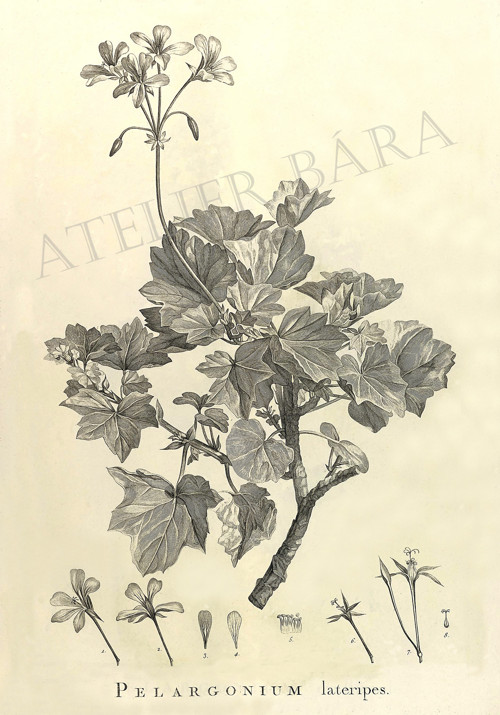 Z herbáře - pelarginie — foto 2
