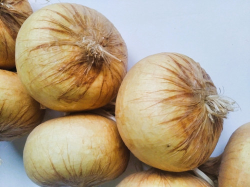 Cibulový závěs — foto 3