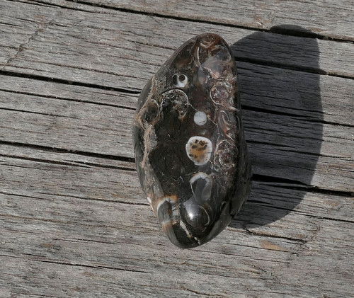 Turritella (28 mm) V3060 — foto 3