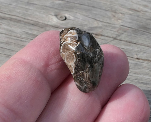 Turritella (21 mm) V3065 — foto 5