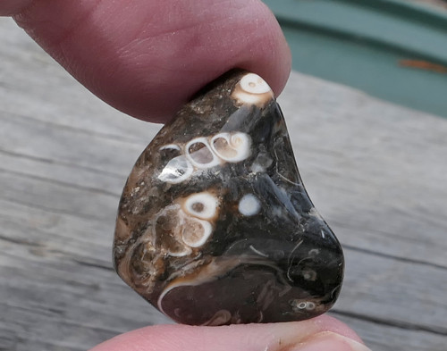 Turritella (23 mm) V3082 — foto 3
