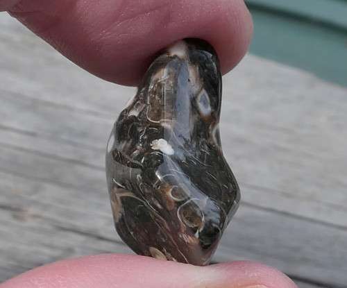 Turritella (23 mm) V3082 — foto 2