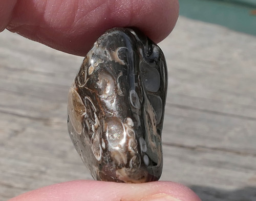 Turritella (23 mm) V3090 — foto 2
