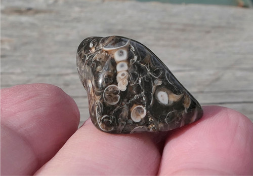 Turritella (22 mm) V3095 — foto 2