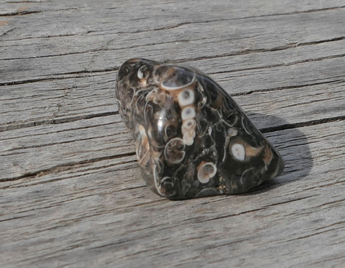 Turritella (22 mm) V3095 — foto 5