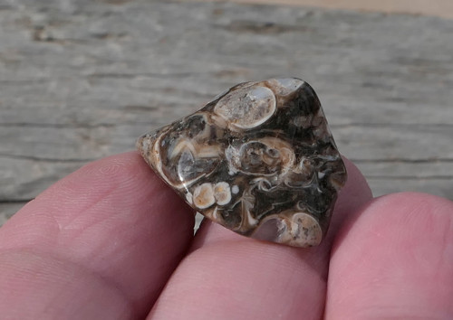 Turritella (22 mm) V3104 — foto 3